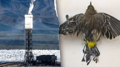 Obama-era ‘clean energy’ solar power plant still uses fossil fuels – and kills thousands of birds annually