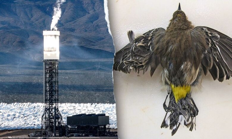Obama-era ‘clean energy’ solar power plant still uses fossil fuels – and kills thousands of birds annually