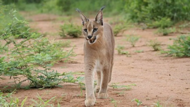 Once Near Extinction, India’s Elusive Caracal Is Making a Comeback in Rajasthan