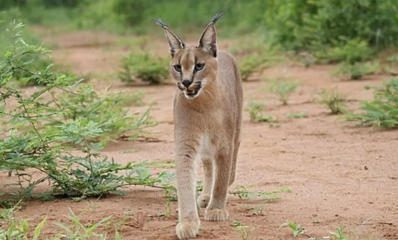 Once Near Extinction, India’s Elusive Caracal Is Making a Comeback in Rajasthan
