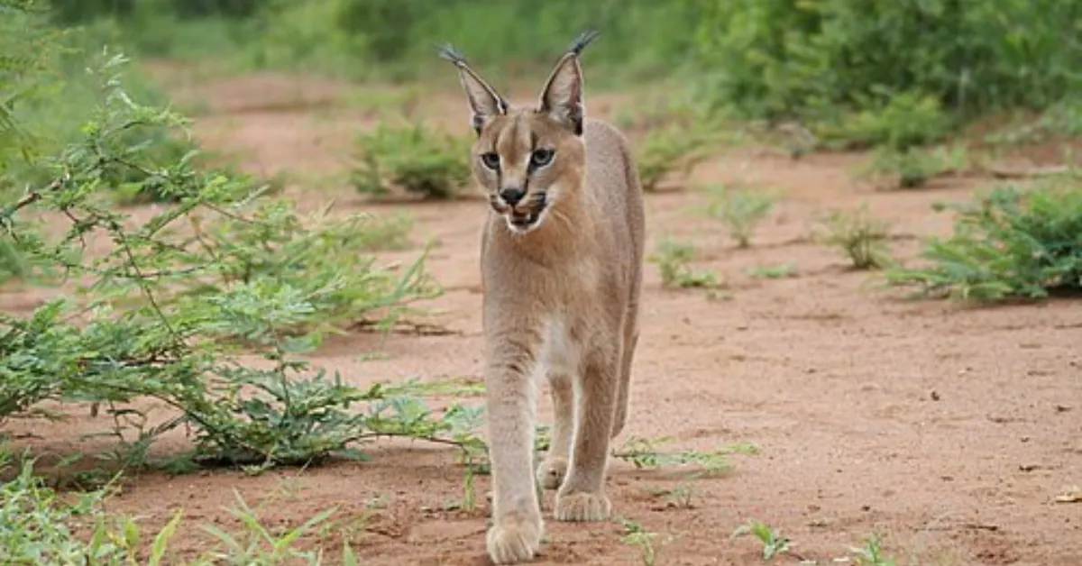 Once Near Extinction, India’s Elusive Caracal Is Making a Comeback in Rajasthan