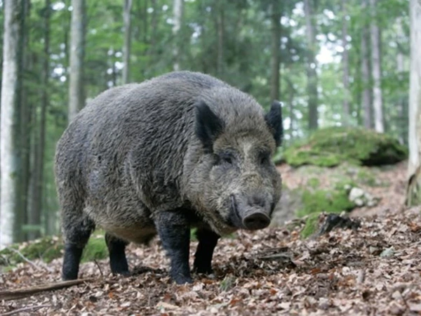 One Person Killed in Wild Boar Attack in Hattian Bala | Express News