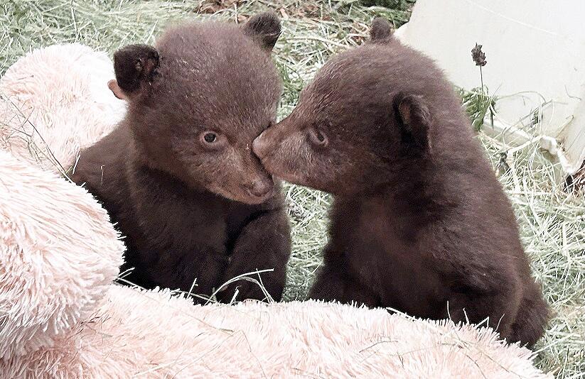Orphaned Monrovia bear cubs on path back to wild after state euthanized their mom