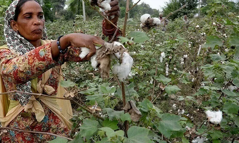 Pakistan importing cotton from US, Brazil even before local ginning season
