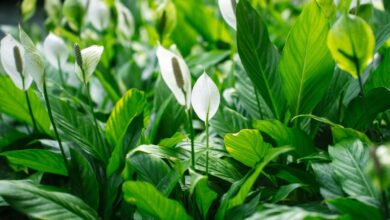 Peace lilies will re-bloom if you do garden expert’s ‘number 1 recommendation’