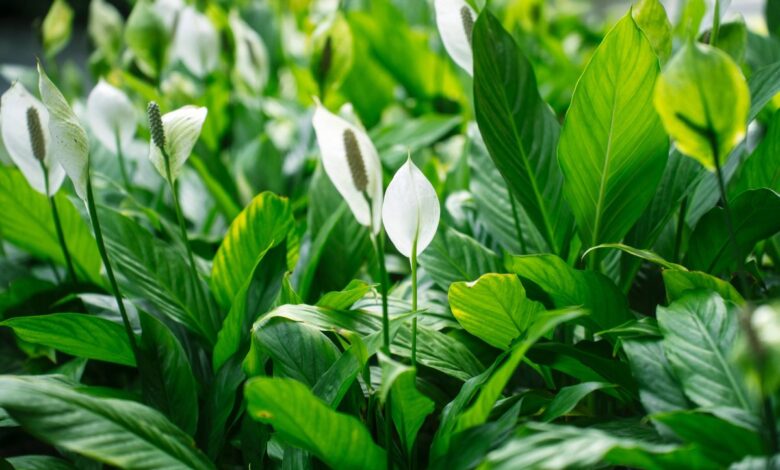 Peace lilies will re-bloom if you do garden expert’s ‘number 1 recommendation’