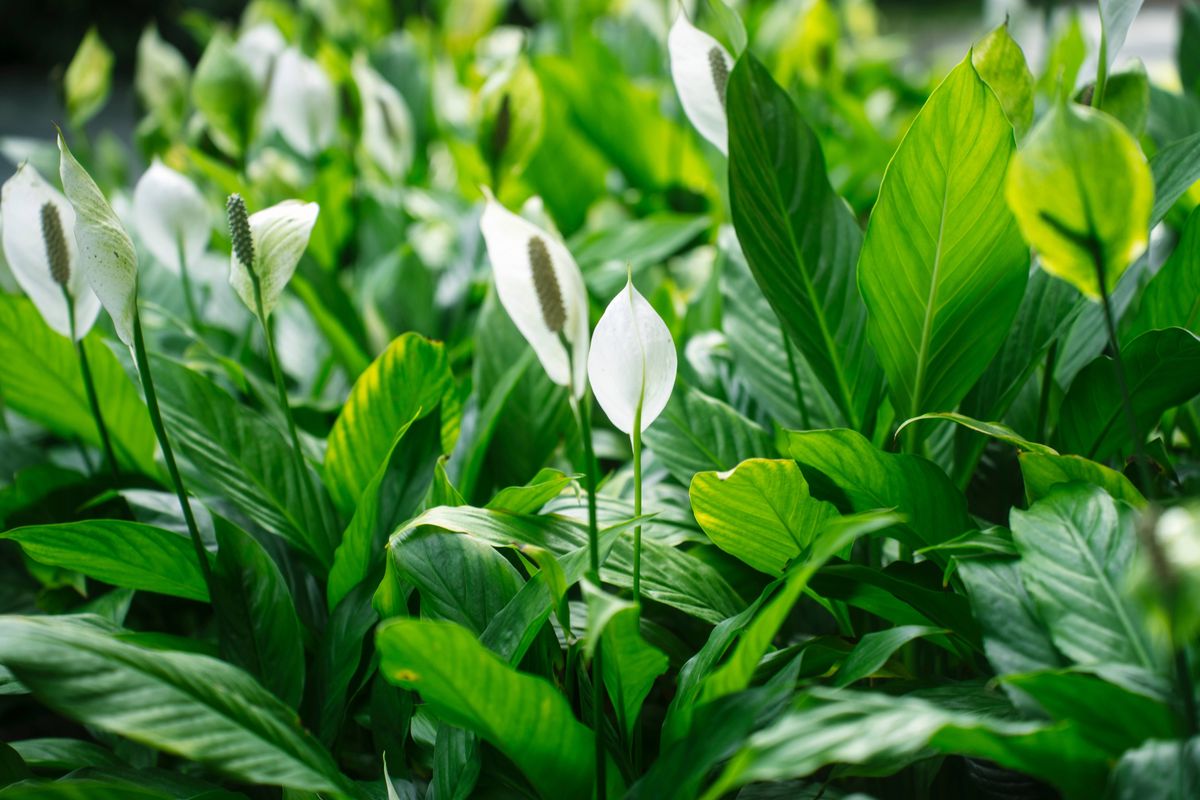 Peace lilies will re-bloom if you do garden expert’s ‘number 1 recommendation’