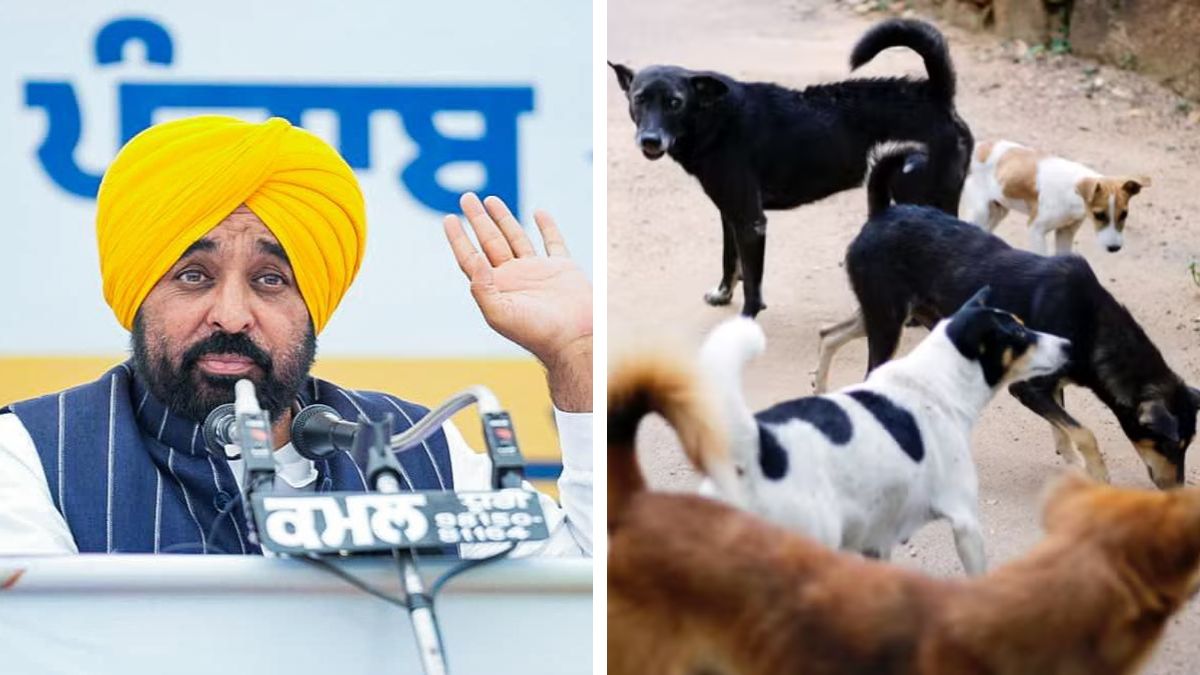 Punjab Launches Stray Dog Removal from Schools and Markets After Supreme Court Order