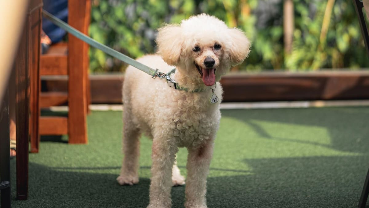 Raffles Courtyard to become pet-friendly from Jun 1 alongside new menu and dining deals