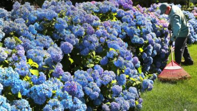 Simple trick to make your hydrangeas a stunning blue colour this summer