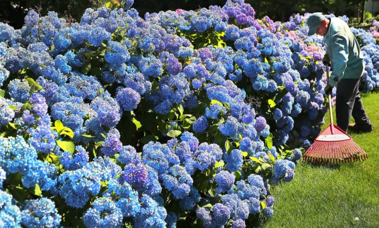 Simple trick to make your hydrangeas a stunning blue colour this summer