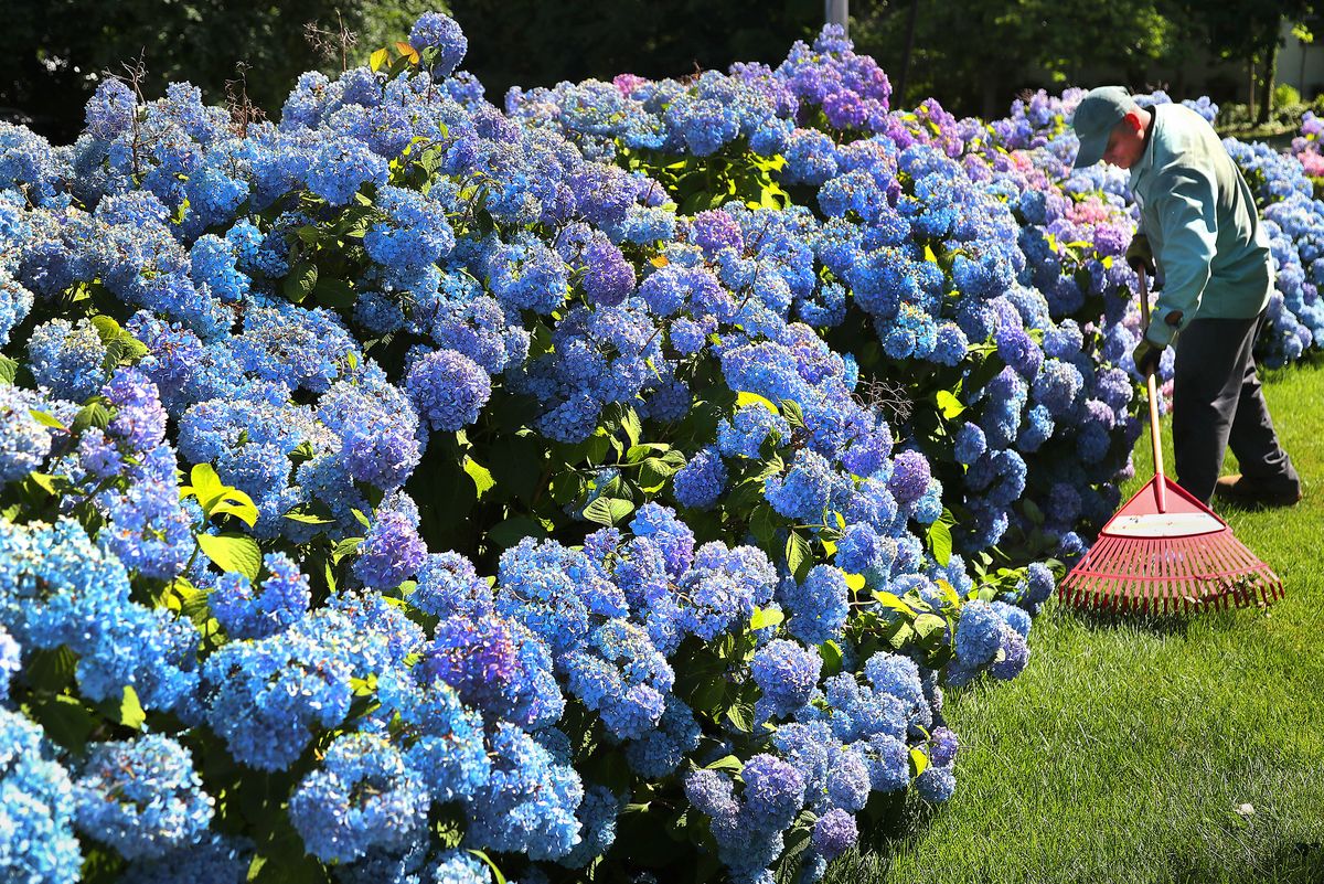 Simple trick to make your hydrangeas a stunning blue colour this summer
