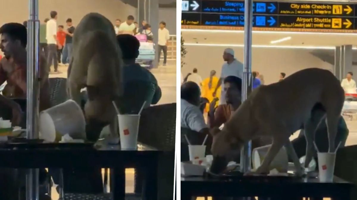 Stray Dog Eats Leftovers in Hyderabad Airport Lounge