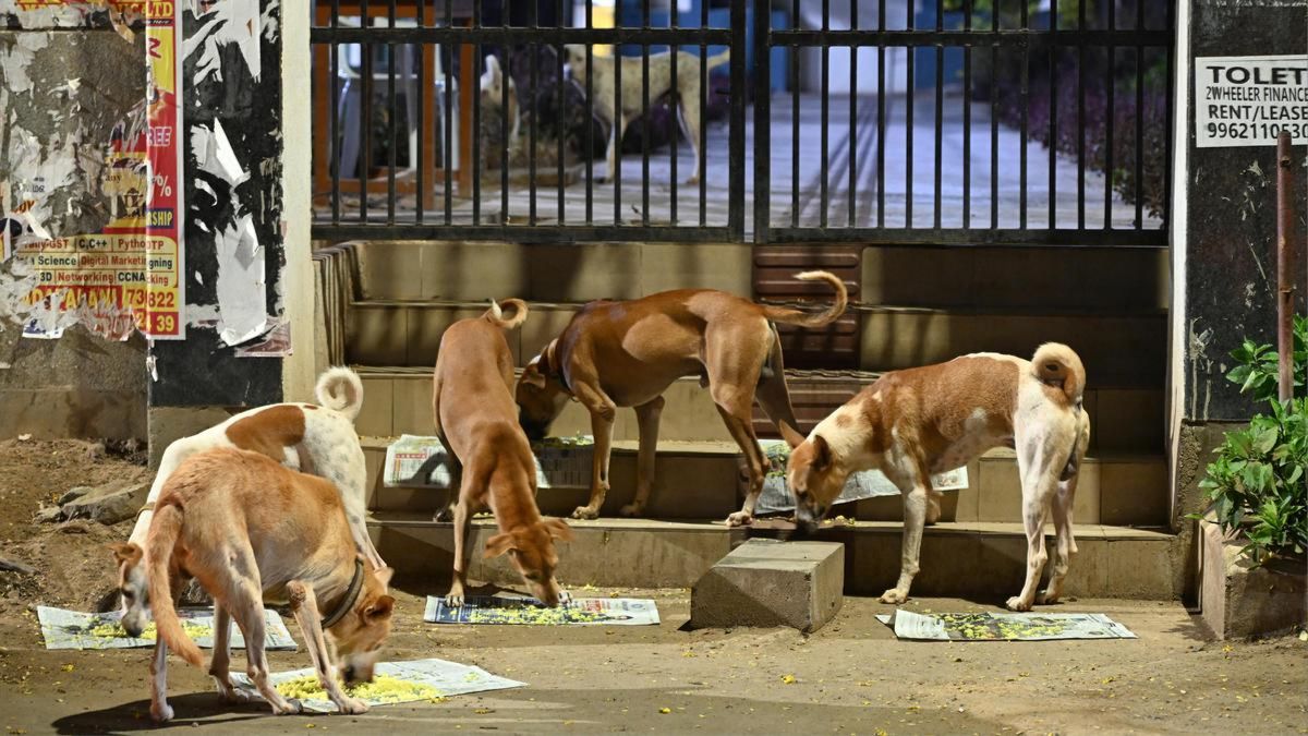 Supreme Court order to remove street dogs stands, highlight biting incidents