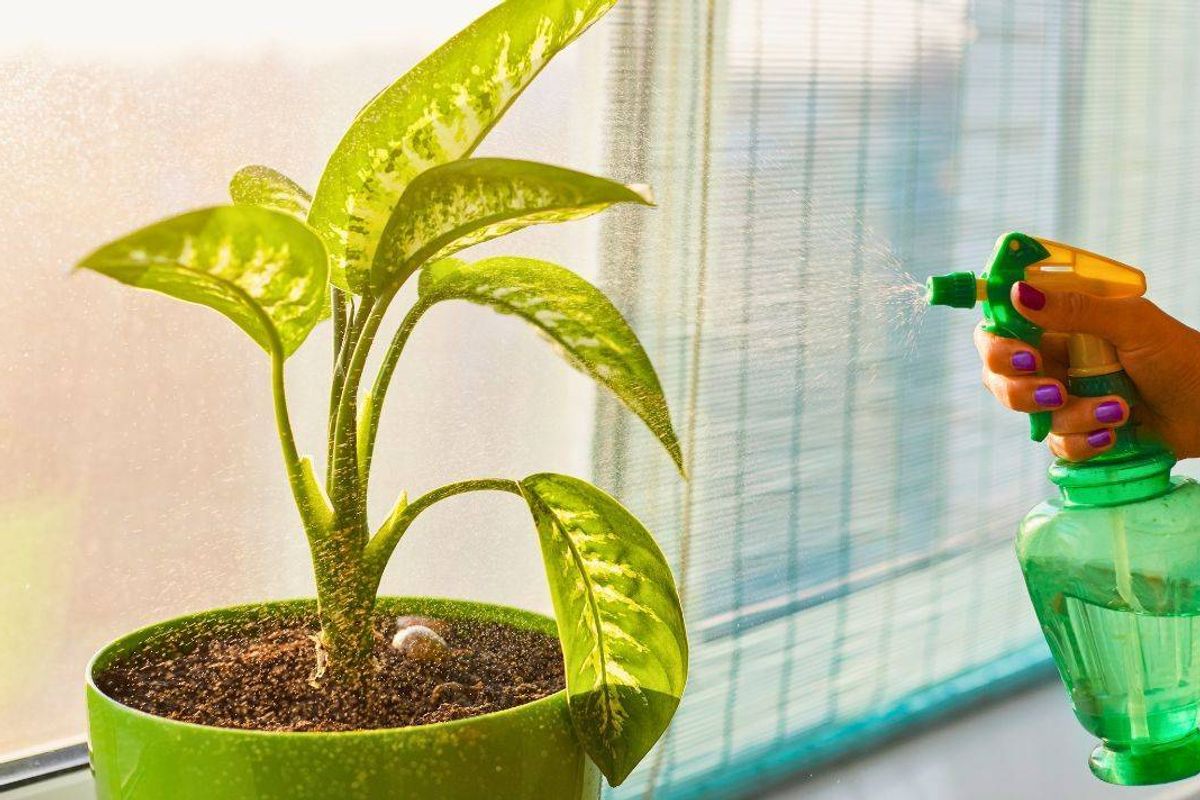 The household item that will help keep flies and ants away this summer