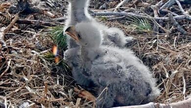 The votes are in: Big Bear celebrities Jackie and Shadow’s eaglets now have names