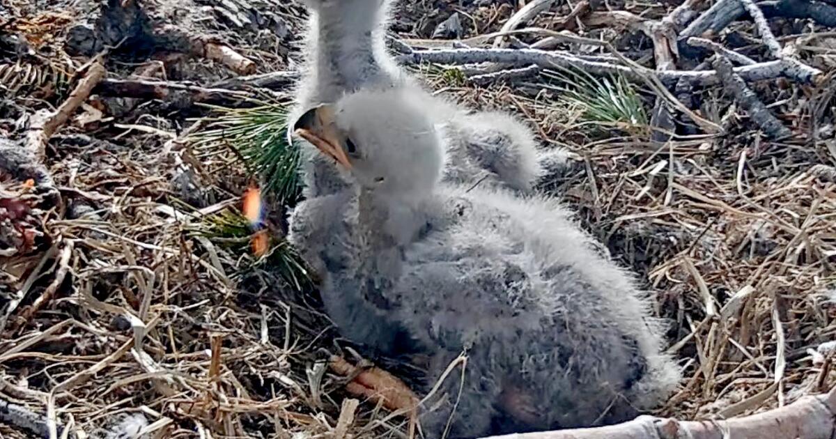 The votes are in: Big Bear celebrities Jackie and Shadow’s eaglets now have names