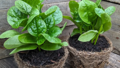 This Heat-Loving Vine Can Give Your Home Garden Fresh Greens Through the Summer Season