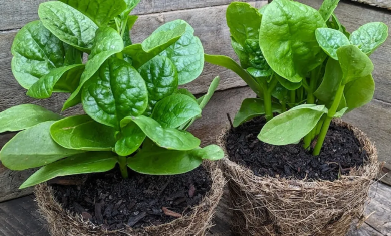 This Heat-Loving Vine Can Give Your Home Garden Fresh Greens Through the Summer Season
