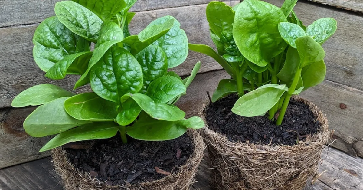 This Heat-Loving Vine Can Give Your Home Garden Fresh Greens Through the Summer Season