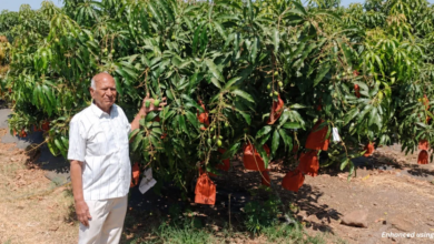 This Mango Looks & Tastes Like Alphonso, but Its Tiny Seed Gives Farmers More Pulp & Better Yields