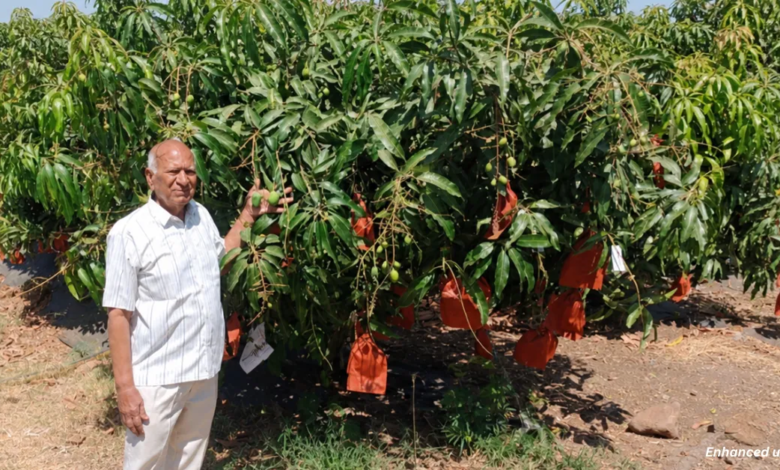 This Mango Looks & Tastes Like Alphonso, but Its Tiny Seed Gives Farmers More Pulp & Better Yields