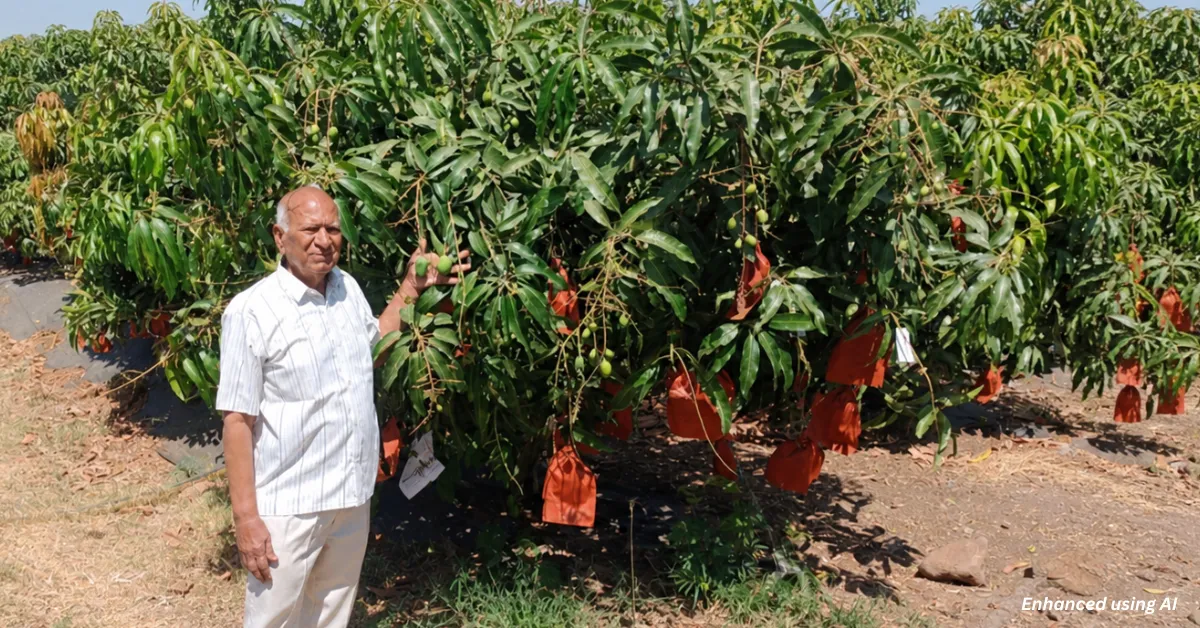 This Mango Looks & Tastes Like Alphonso, but Its Tiny Seed Gives Farmers More Pulp & Better Yields