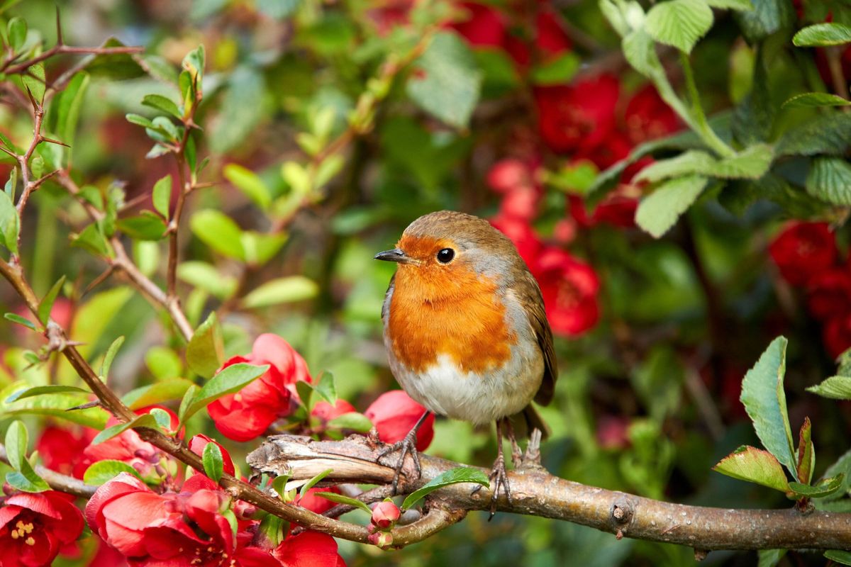 Three essential items to attract beautiful birds to your garden this year