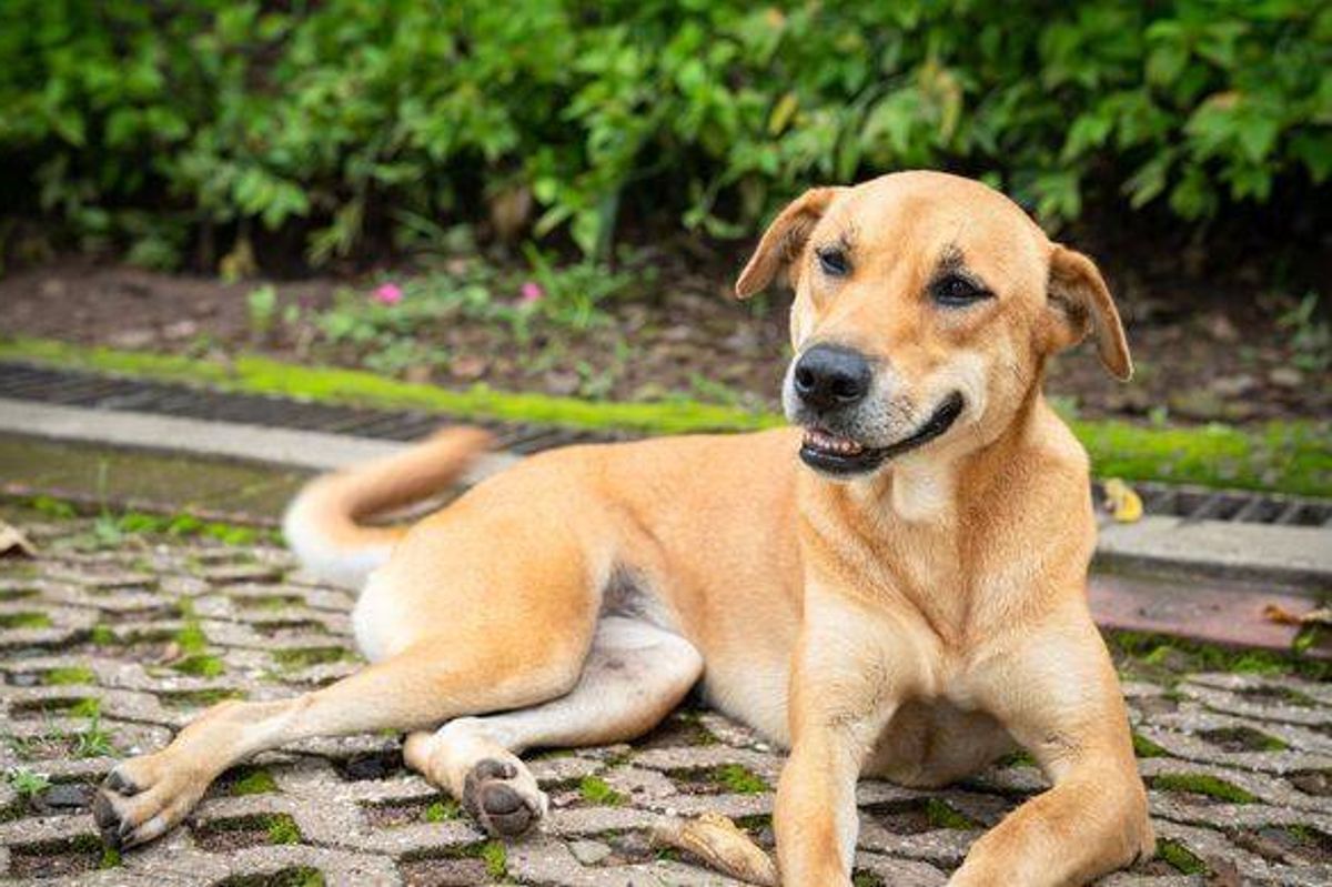 Vet explains what it means when your dog licks your face, hands or feet