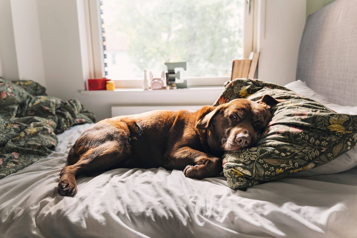 Vet warns of four health risks of letting your pet sleep in your bed