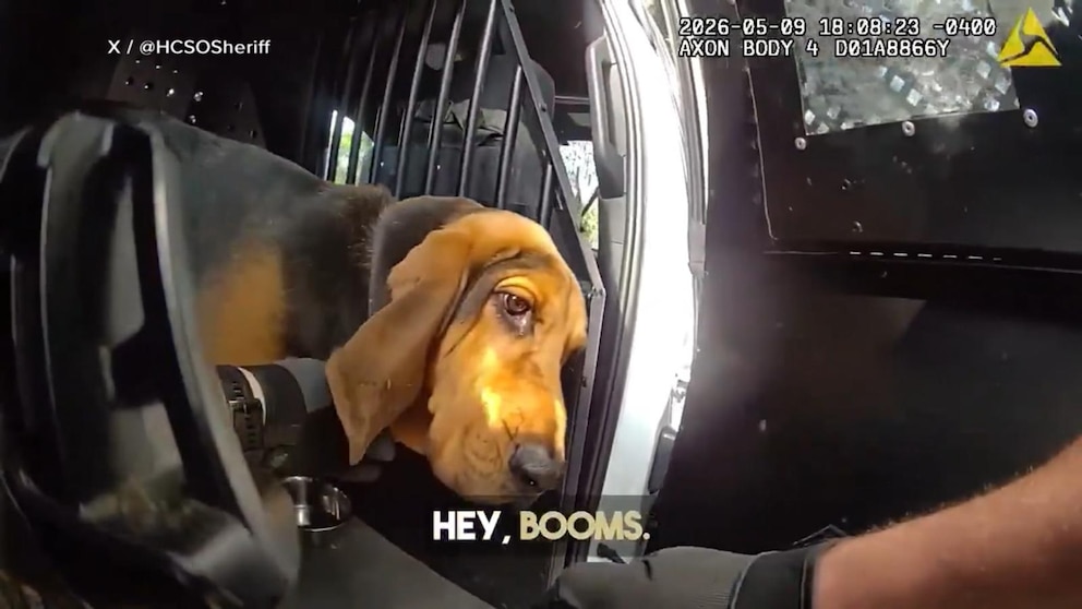 Video K9 to the rescue