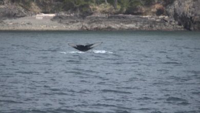 Video ‘GMA’ goes whale watching in Washington