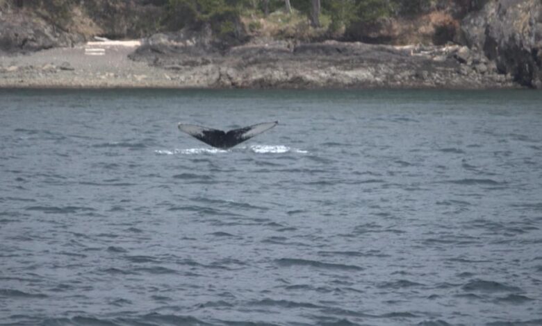 Video ‘GMA’ goes whale watching in Washington