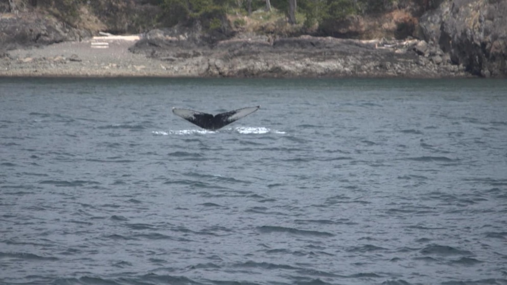 Video ‘GMA’ goes whale watching in Washington