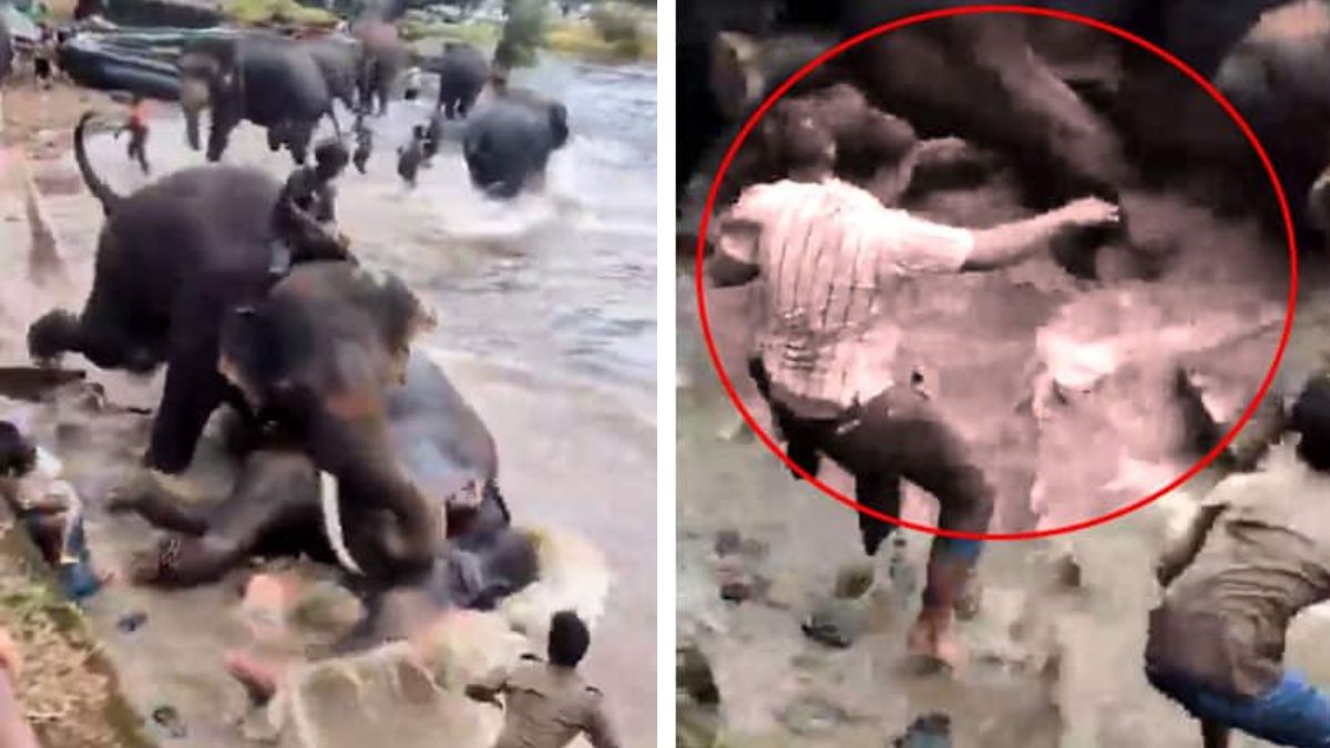 Woman Trampled to Death in Elephant Clash at Dubare Camp