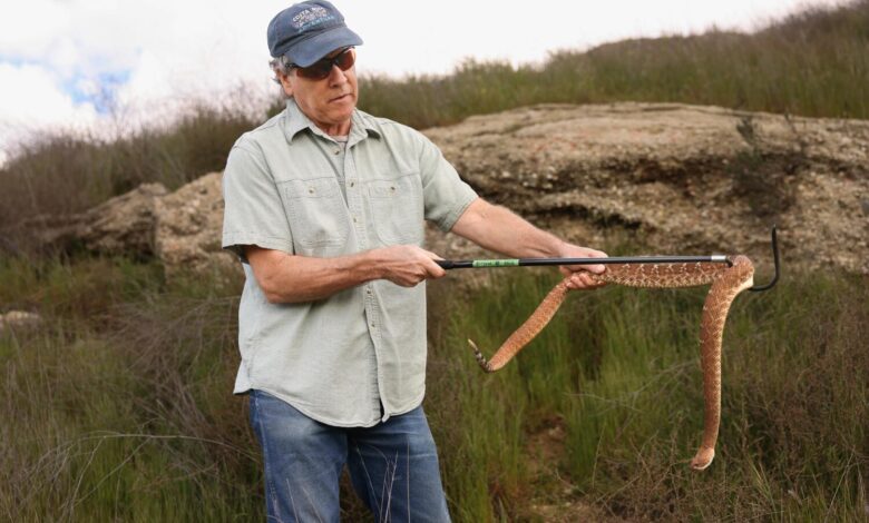Woman is bitten on the ankle by a rattlesnake, the seventh reported bite in Ventura County