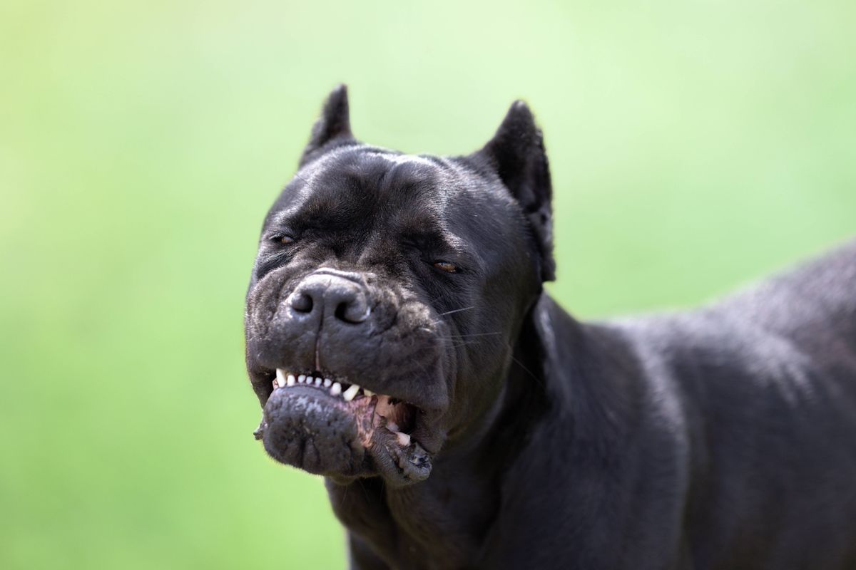 Woman rushed into life-saving surgery in Dublin after throat ripped open by dog
