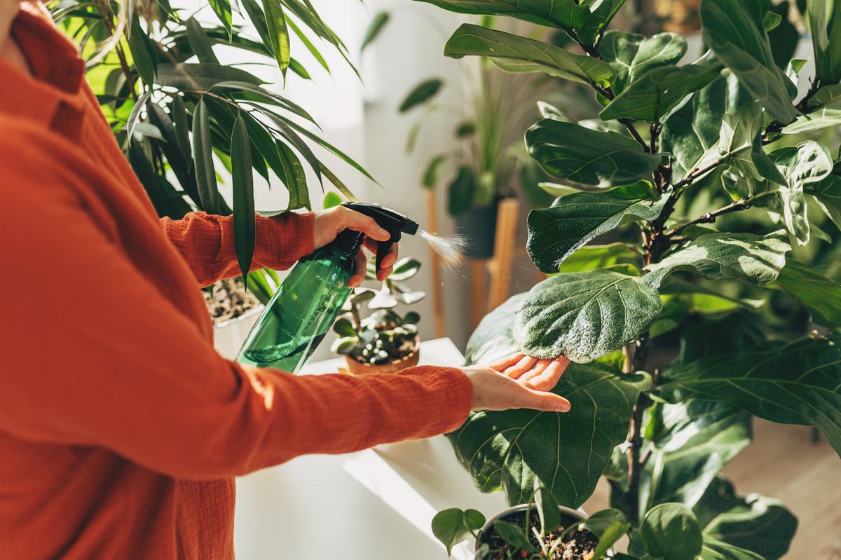 Your houseplants will flourish if this one common item is added to their soil