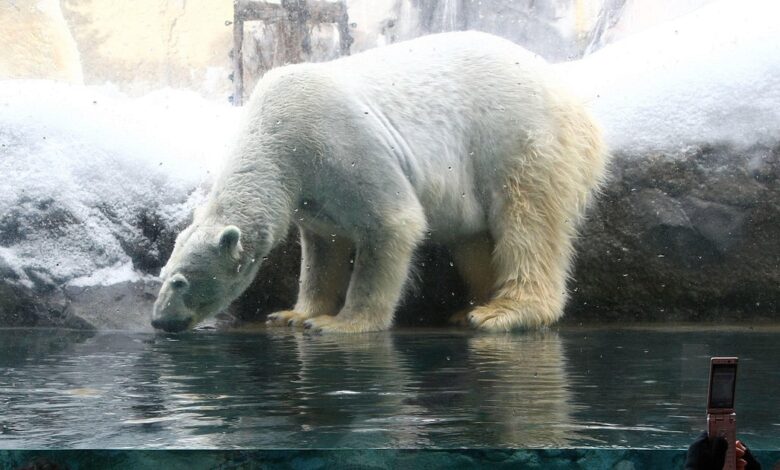 Zoo worker arrested for allegedly dumping wife’s body in incinerator in Japan
