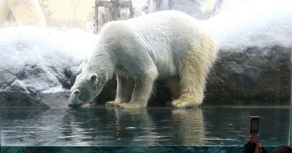 Zoo worker arrested for allegedly dumping wife’s body in incinerator in Japan