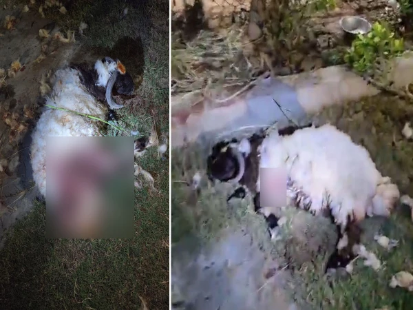 karachi stray dogs killed sacrificial animal video surface | Express News
