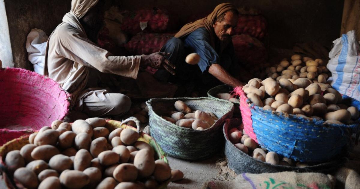 آلو پر مبنی خوراک نے نسلوں تک لوگوں کی جینیات کو کیسے بدلا؟