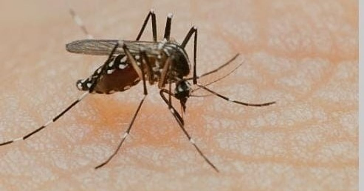 دہلی: ڈینگو کے بڑھتے ہوئے معاملات نے تشویش میں کیا اضافہ، صرف اپریل میں 52 معاملے درج