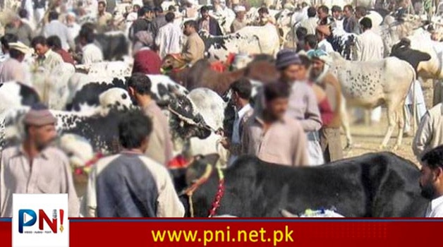عیدالاضحیٰ کیلئے کون کونسی مویشی منڈیاں فعال ؟ خبر آگئی – Pakistan News International – Latest Pakistani News in Urdu