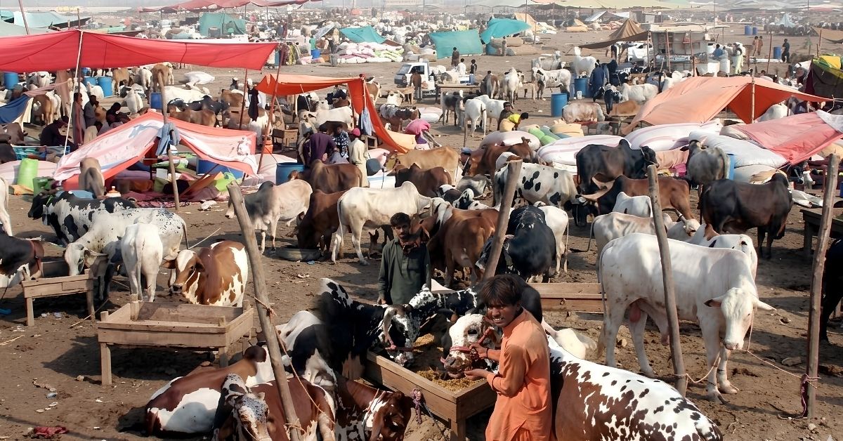 غیر قانونی مویشی منڈیاں بند کرنے کا حکم، کراچی میں کریک ڈاؤن تیز