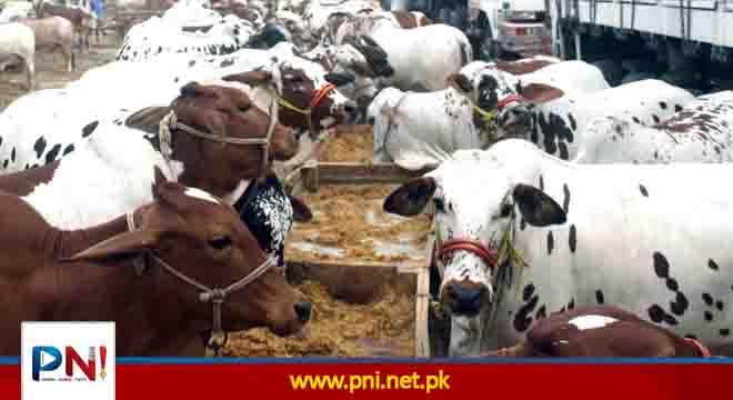 مویشی گاڑیوں کیلئے موٹرویز بند