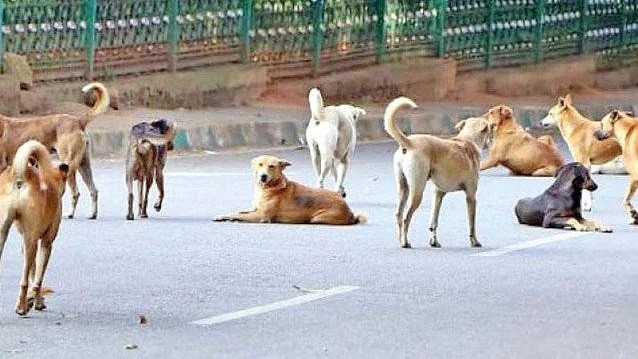 کتوں کے شیدائیوں کو سپریم کورٹ نے دیا دھچکا، سبھی عرضیاں خارج، آوارہ کتوں کو شیلٹرس بھیجنے کا حکم برقرار