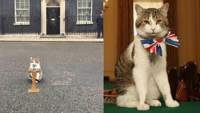 ‘Whether Starmer stays or goes…’: Larry the Cat’s viral post steals spotlight amid UK political drama | World News – The Times of India