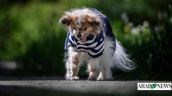 ‘World’s oldest dog’ contender dies in France aged 30
